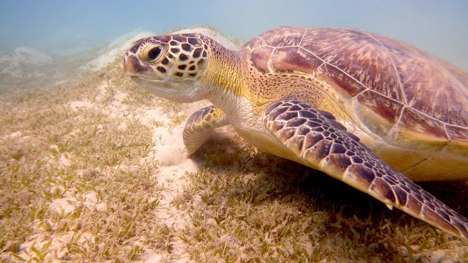 Morská korytnačka pasúca sa na morských trávach pri Marsa Alam