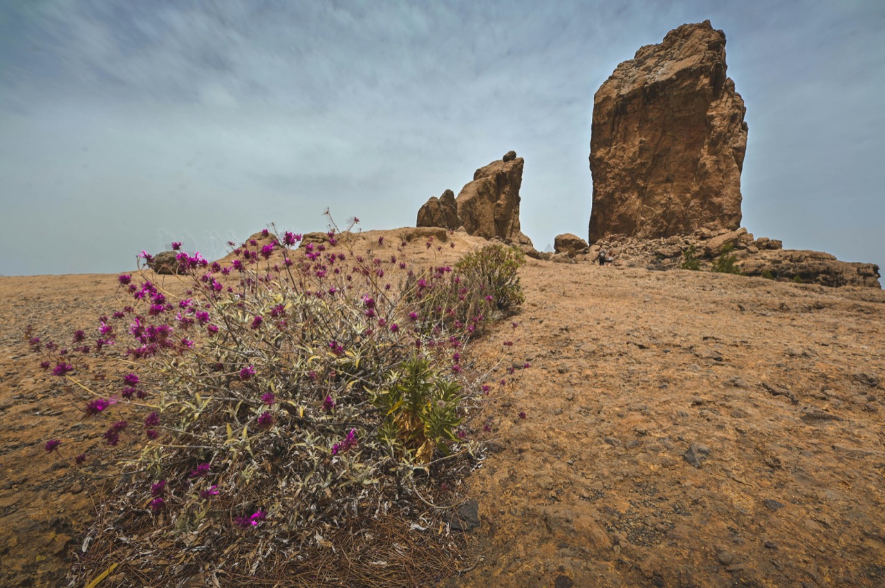 Skalný monolit Roque Nublo a kvitnúce rastliny na Gran Canarii