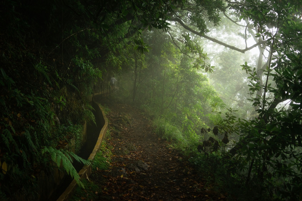 Hmlistý les a levada pri Ribeiro Frio na Madeire