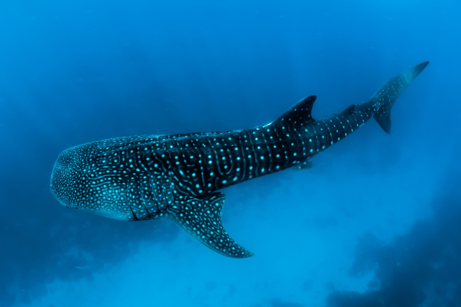 Žralok obrovský plávajúci v modrom oceáne pri Maldivách