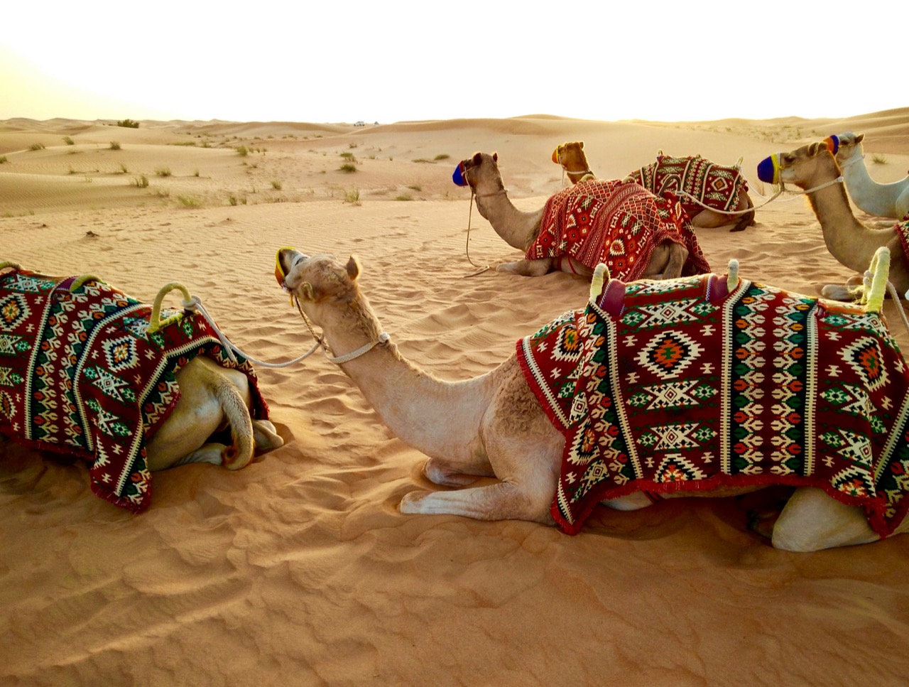 Ťavy oddychujúce v piesku na púštnom safari pri Dubaji