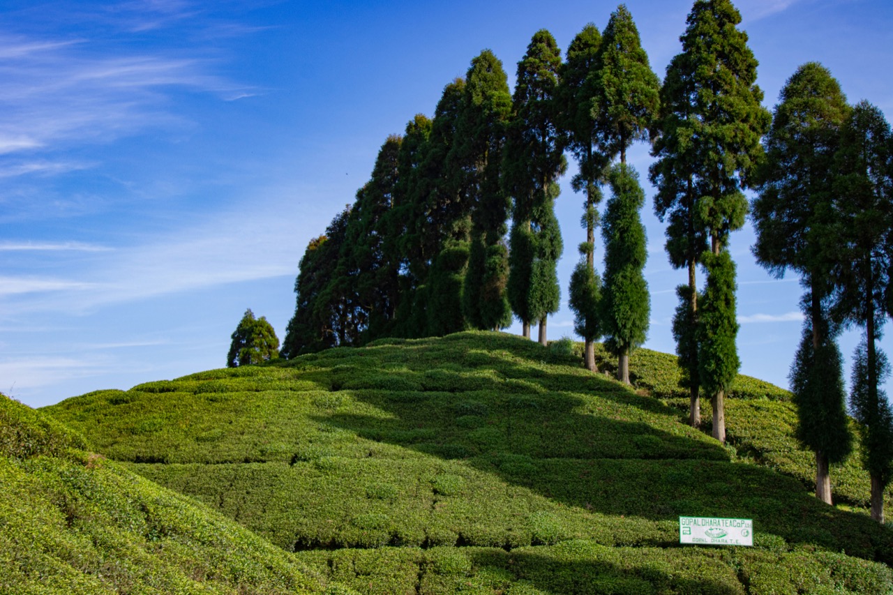 Zelené čajové kry a rad cyprusov na kopci pri Darjeelingu