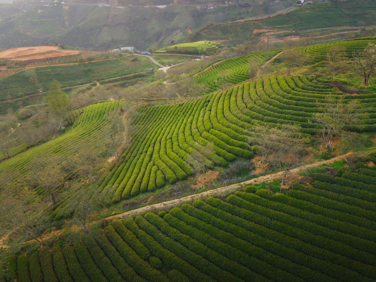 Terasovité čajové plantáže v provincii Yunnan